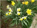 narcisi